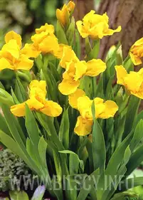 Irys karłowy 'Path of Gold'