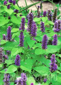 Kłosowiec 'Golden Jubilee' 