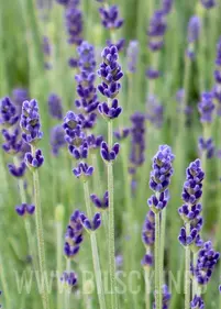 Lawenda 'Hidcote' p9