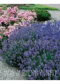 Lawenda 'Munstead'