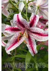 Lilia orientalna 'Dizzy'