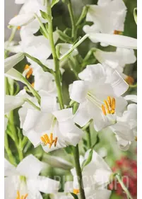 Lilia św. Antoniego 