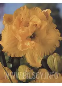 Liliowiec 'Double Yellow'