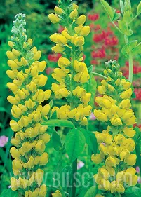 Łubinnik górski p9