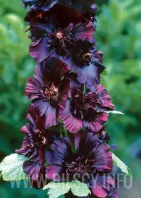 Malwa 'Blacknight'