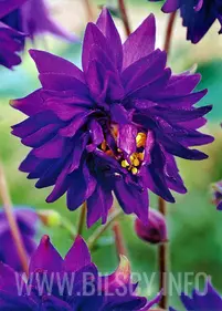 Orlik 'Barlow Blue'