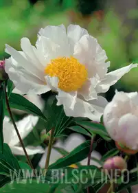 Peony 'Jan van Leeuven'