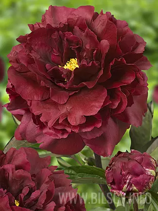 Peony Lactiflora Black Beauty Bilscy Info
