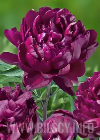 Piwonia 'Cherry Hill'