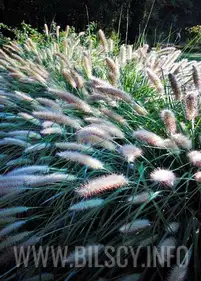 Rozplenica 'Herbstzauber'