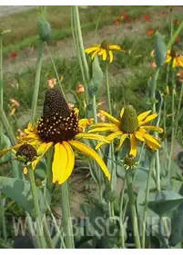 Rudbekia wielka