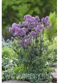 Rutewka orlikolistna 'Yulia'