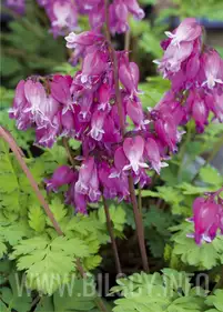 Serduszka piękne 'Luxuriant'