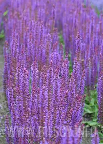 Szałwia omszona 'Ostfriesland' p11