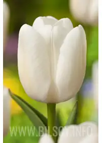 Tulipan 'White Flag' 5 szt.