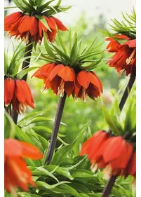 Cesarska korona 'Maxima Rubra'