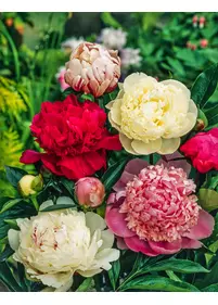 [Súprava] Pivonky čínske 3 ks