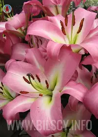Lilia drzewiasta "Albaretto" 18/20