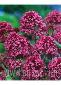 Ostrogowiec czerwony 'Coccineus' 