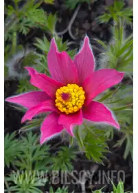 Pulsatilla vulgaris 'Pink"