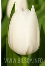 Tulipan triumph 'Royal Virgin' 5 szt.