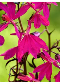 Lobelia okazała 'Russian Princess'