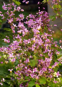 Thalictrum rochebrunianum