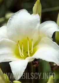 Hemerocallis 'White Temptation'