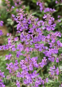 Nepeta faassenii 'Six Hills Giant'