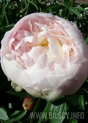 Peony (Lactiflora) 'Florence Nicholls'