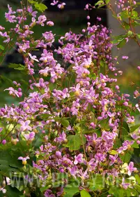 Rutewka Rochebrunianum