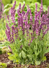 Szałwia omszona 'Rose Queen'