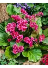 Bergenia sercolistna 'Rotblum'