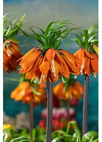 Cesarska korona 'Orange Beauty'