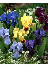Irys miniaturowy mix 5 szt.