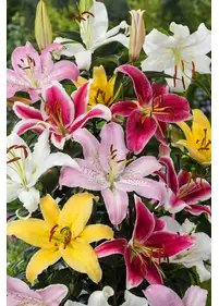Lilia orientalna MIX 5 szt.