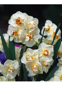 Narcyz pełny 'Abba'