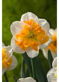 Narcyz podzielnokoronkowy 'Love Call'