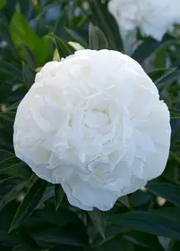 Piwonia 'Madame Claude Tain'