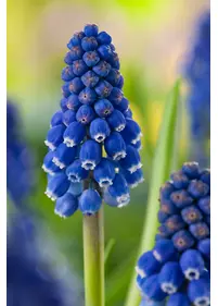 Szafirek Auchera 'Dark Eyes' 3 szt.