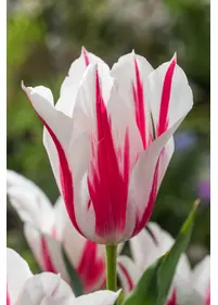 Tulipan liliokształtny 'Marilyn' 5szt.