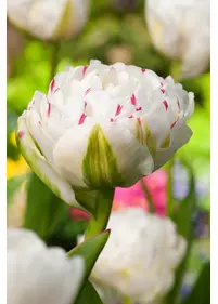 Tulipan pełny 'Danceline' 5 szt.