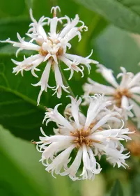 Wernonia nowojorska 'White Lightning'