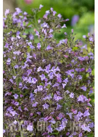 Calamintha nepeta 'Marvalette Blue'