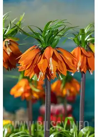 Cesarska korona 'Orange Beauty'