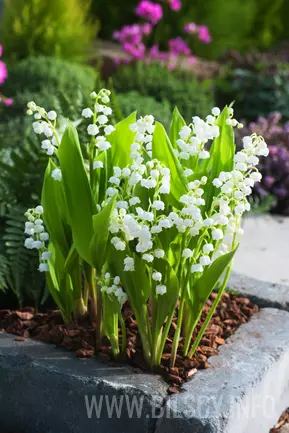 Convallaria majalis 'Bridal Choice'