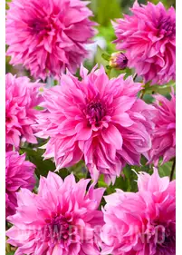 Dahlia 'Cafe au Lait Rose'