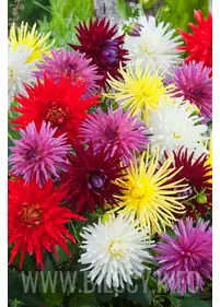 Dahlia MIX 5 pcs.