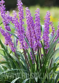 Liriope muscari 'Moneymaker'