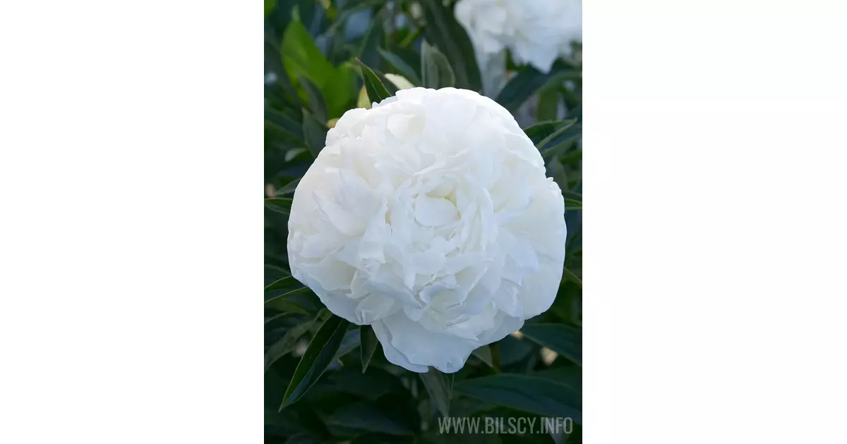 Peony (Lactiflora) ‘Madame Claude Tain’ - Bilscy.info